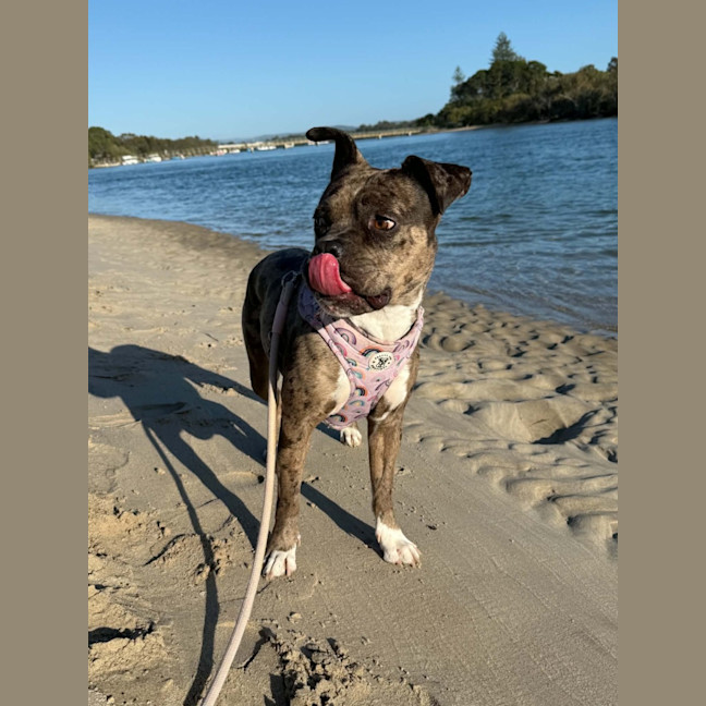 Photo of Koda