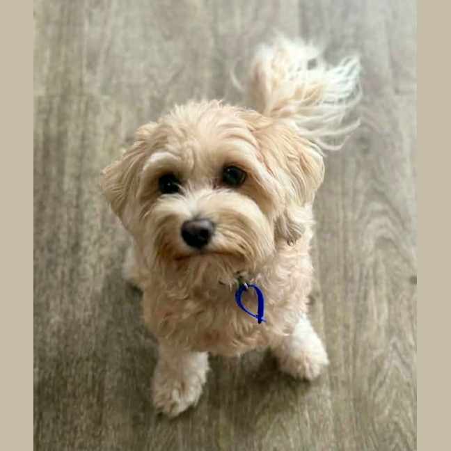 Photo of Penny   1 Year Old Cavoodle