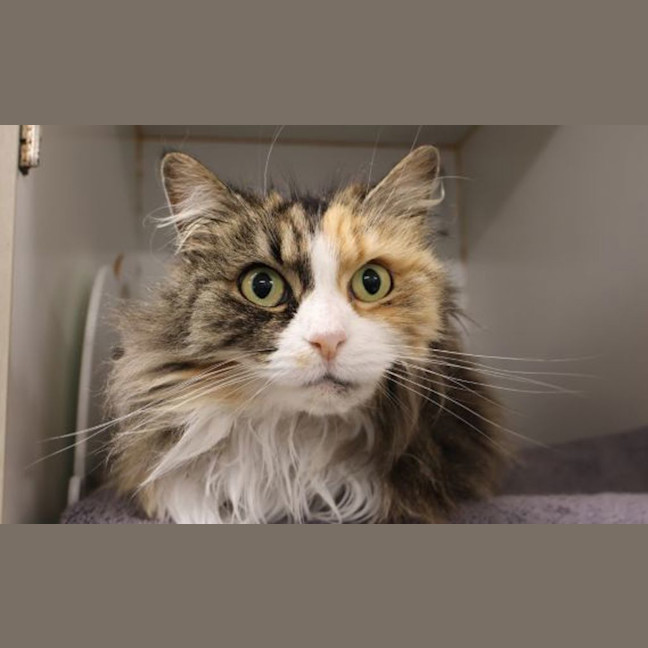 Photo of Milly