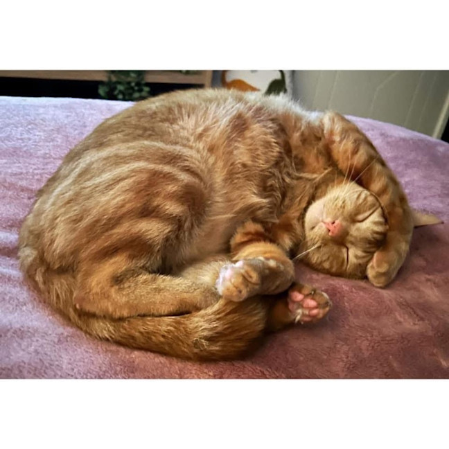 Photo of 10970   Simba