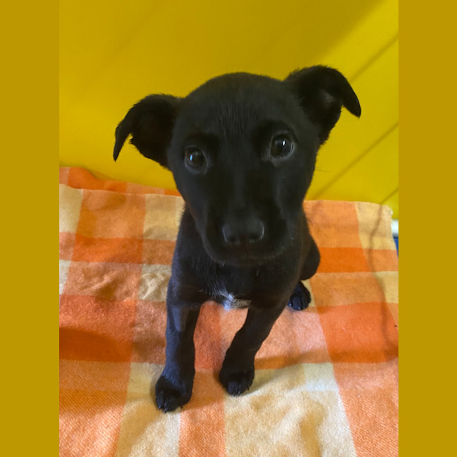 Photo of Tilly