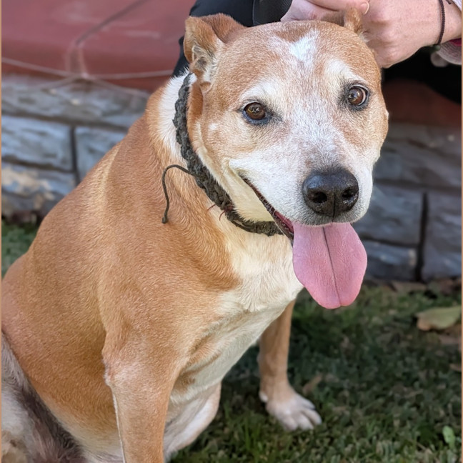 Photo of Buddy