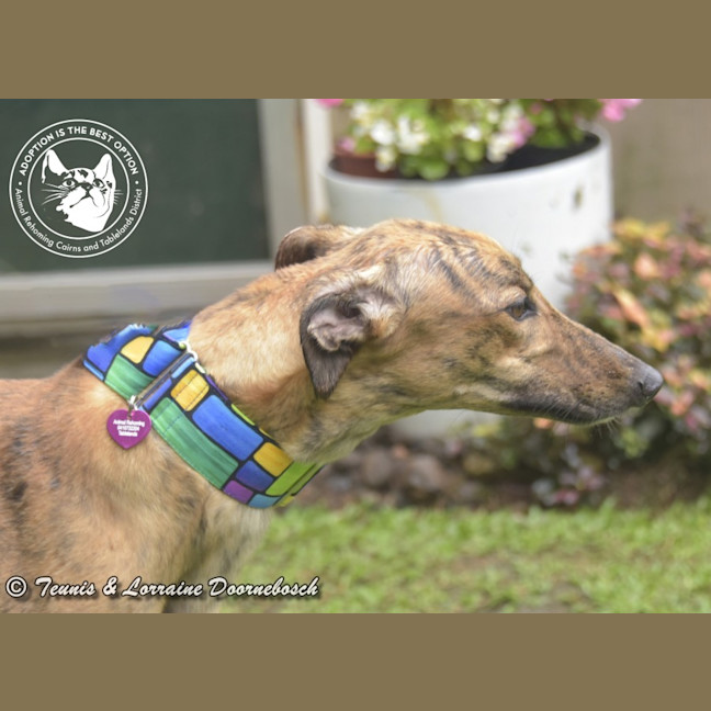 Photo of Tilly (Harra's Tilly)