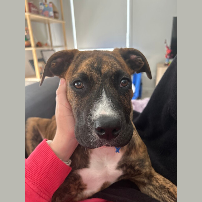 Photo of Sabre