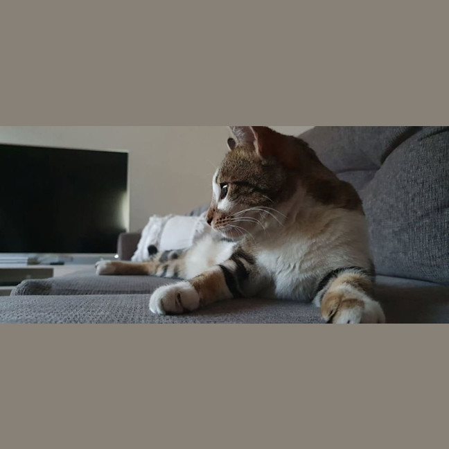 Photo of Mishka (Was Miss Fish Stick)