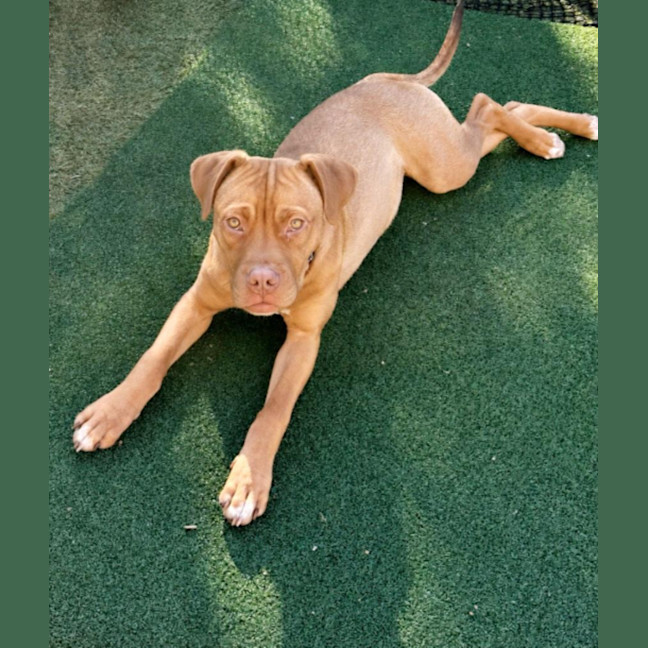 Photo of Roxy   5 Month Old Dogue De Bordeaux X