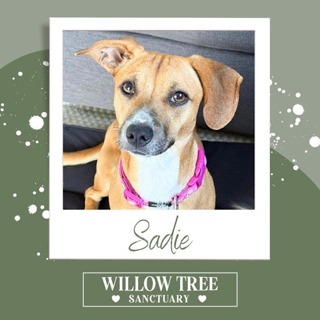 Photo of Sadie