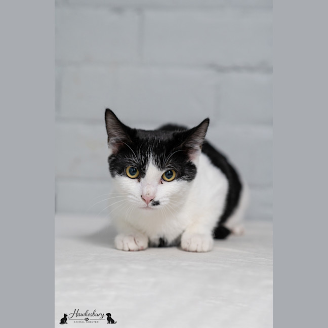 Photo of Oreo