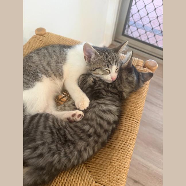 Photo of Cookie