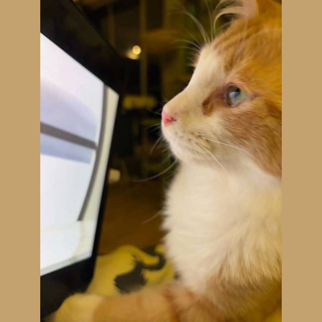 Photo of King Louie *9 Lives Project Rescue*