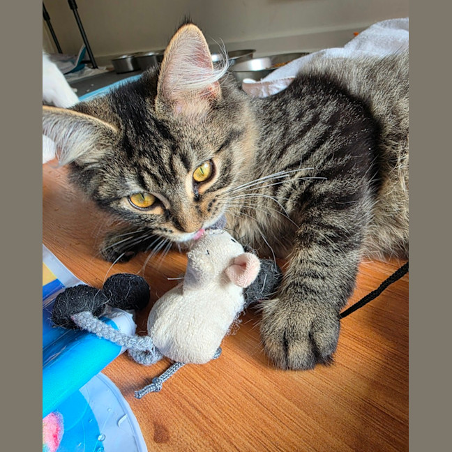 Photo of Tommy Tickle Mouse