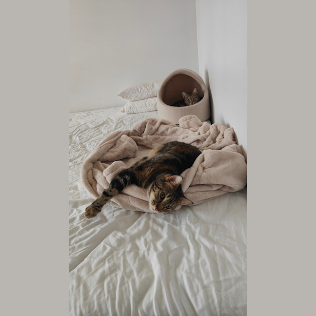 Photo of Ivy
