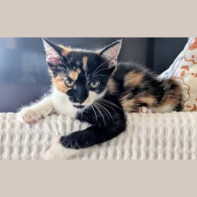 Photo of Kitty Mc Kitty