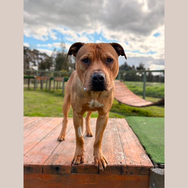 Photo of Tyson