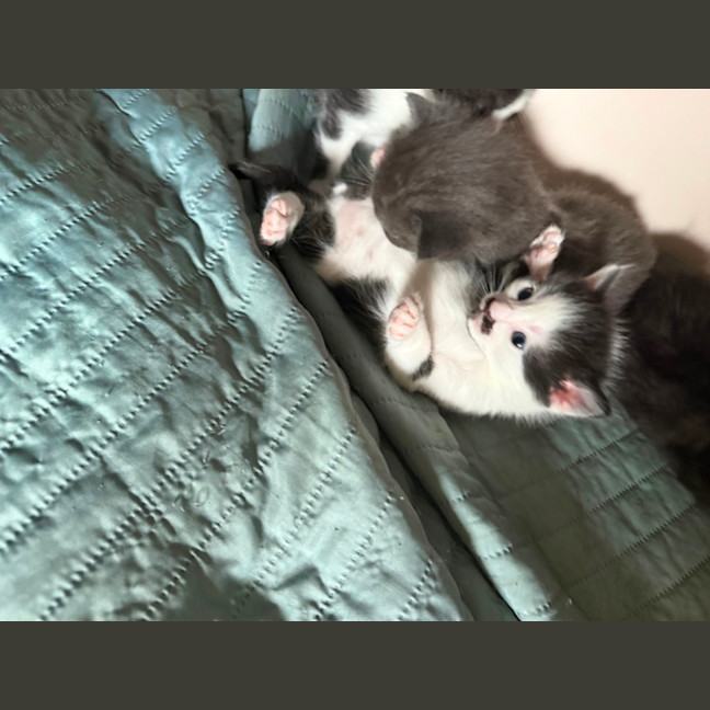 Photo of Flirt Meet Me At Petstock Chelsea