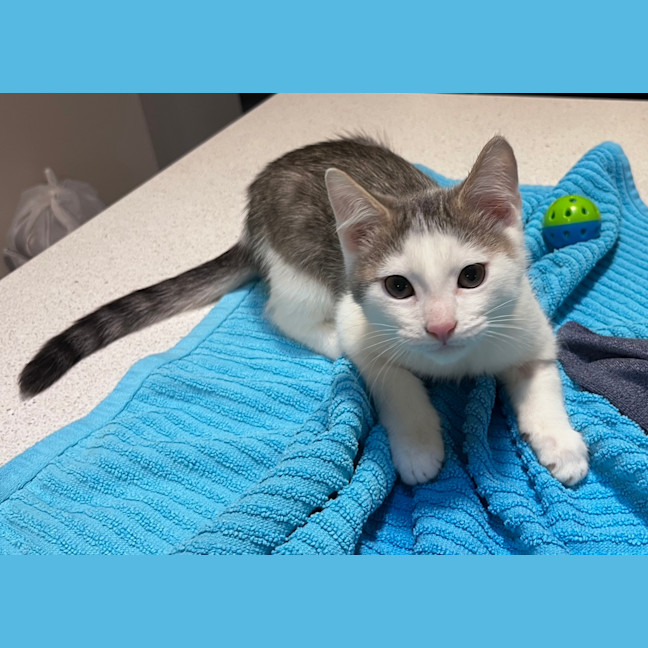 Photo of Oleander (Ollie)