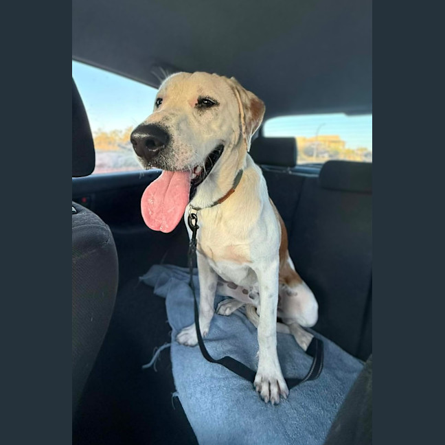 Photo of Koba