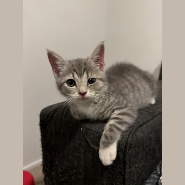 Photo of Pixi