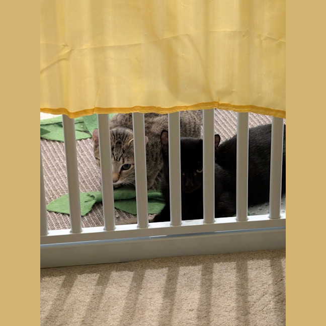 Photo of Luke And Leia