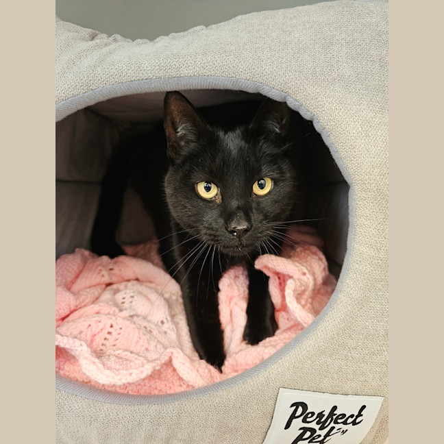 Photo of Evanescence