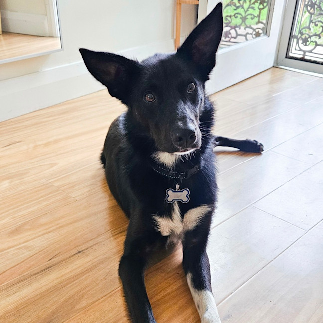 Photo of Bruce   Assisted Rehome 