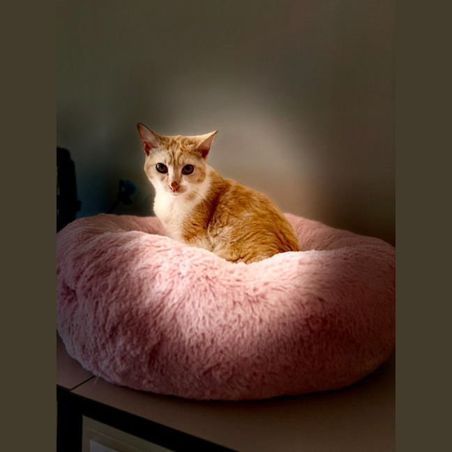 Photo of Clementine
