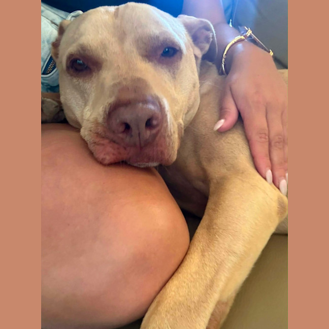 Photo of Topaz   7 Year Old Staffy