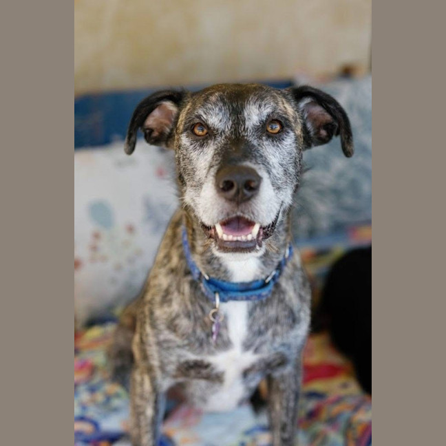 Photo of Misty And Boss