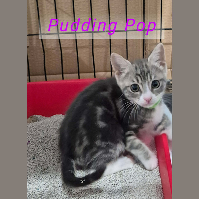 Photo of Pudding Pop