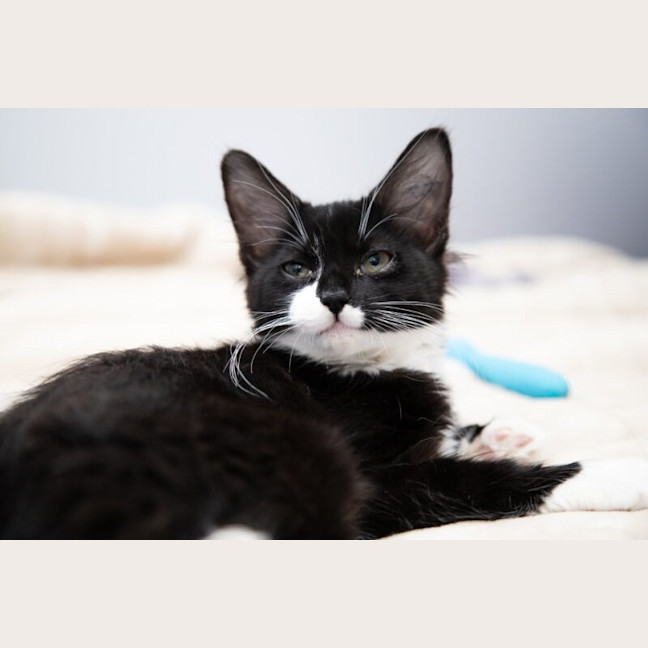 Photo of Seraphine