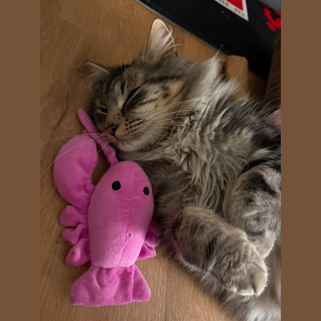 Photo of Teddy