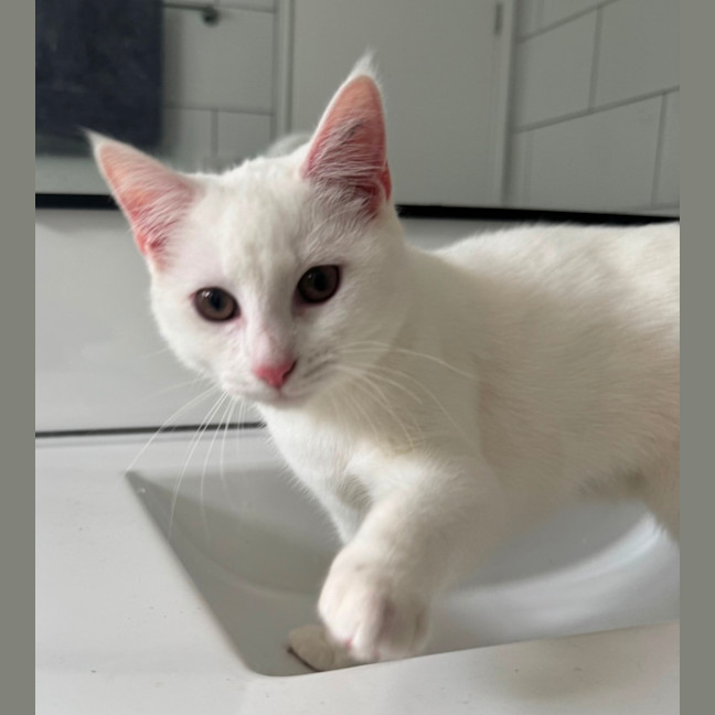 Photo of Elsa
