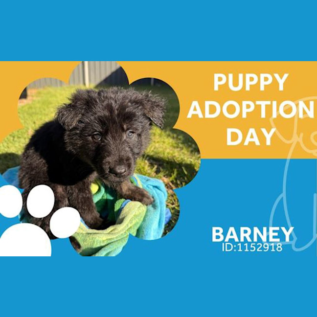 Photo of Barney