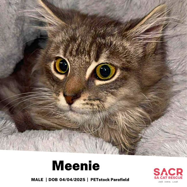 Photo of Meenie