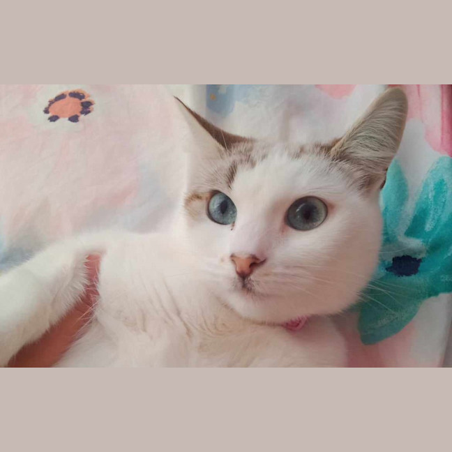 Photo of Misty