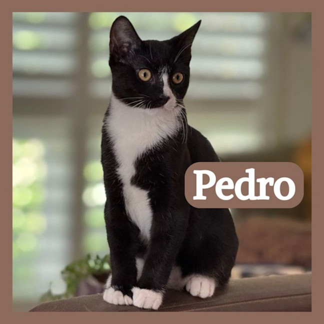 Photo of Pedro