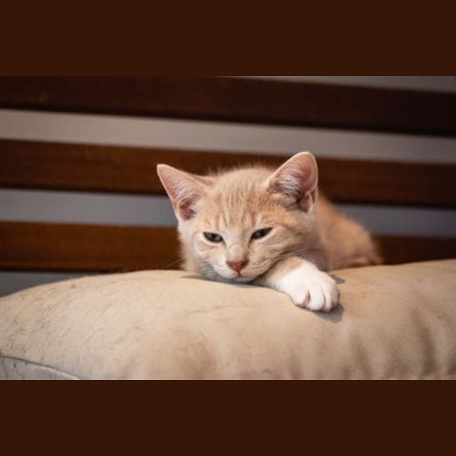 Photo of Rosemary Aka Rosie