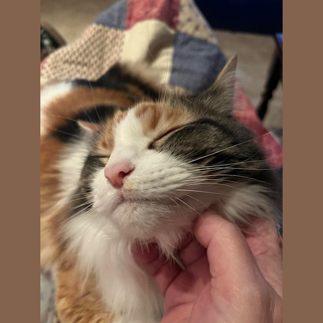 Photo of Prissy