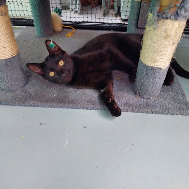 Photo of Tobias ** 2nd Chance Cat Rescue**