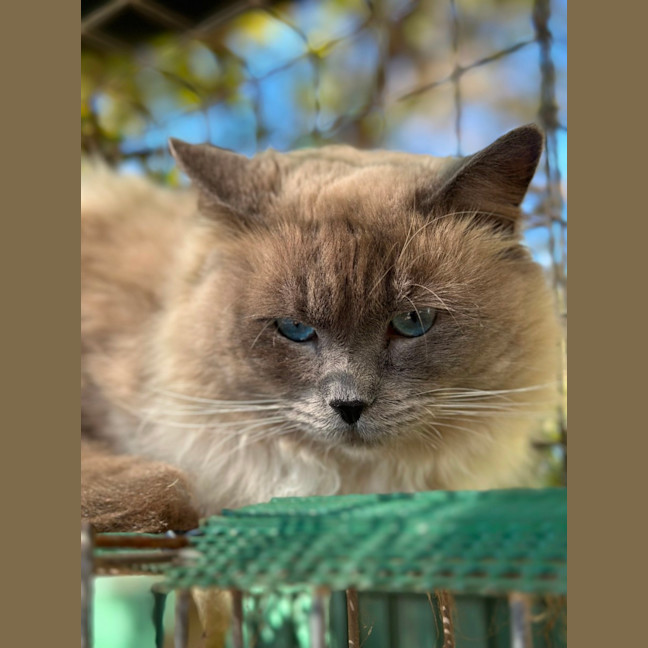 Photo of Lucky Charms