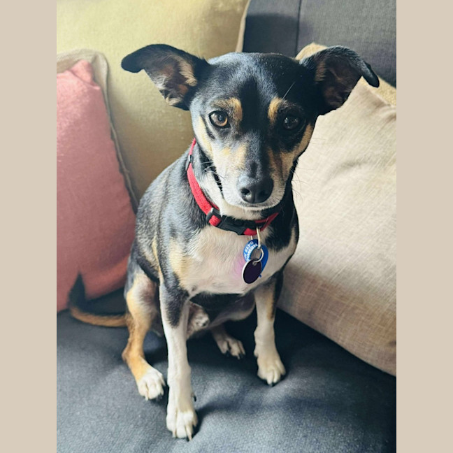 Photo of Valo   3 Year Old Fox Terrier X