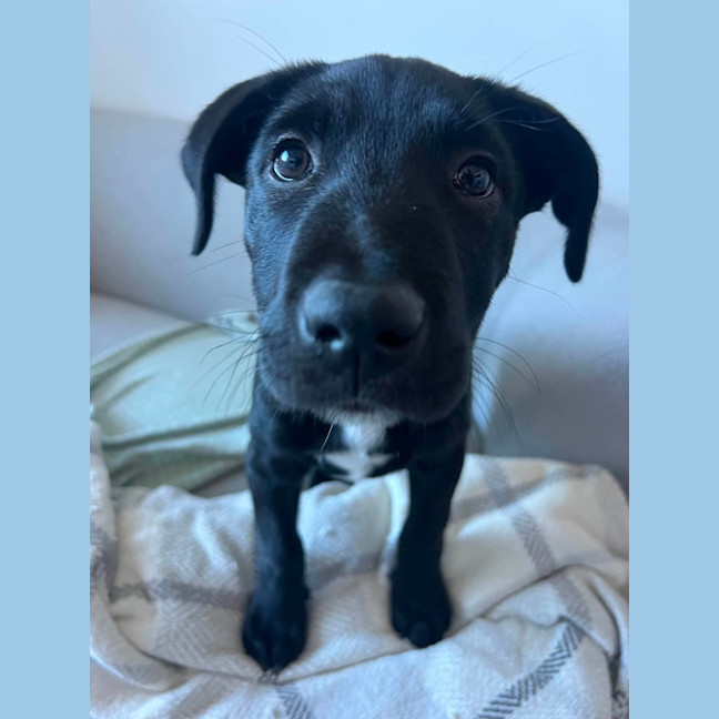 Photo of Nickel