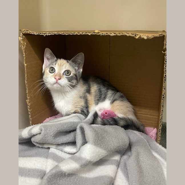 Photo of Tilly