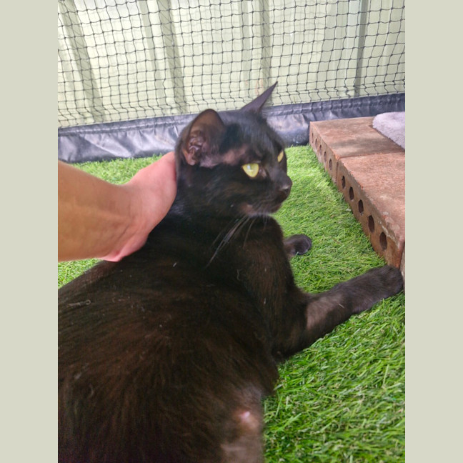Photo of Coco