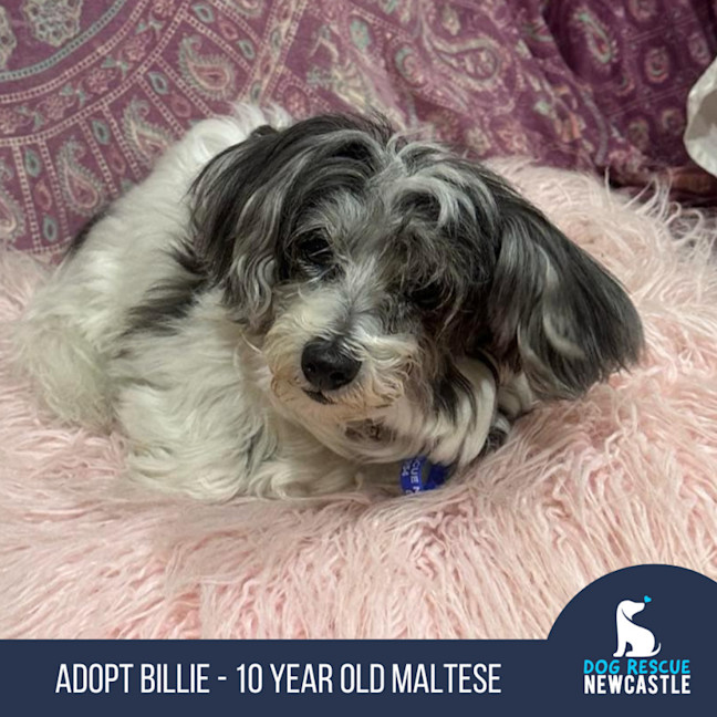Photo of Billie   10yo, Maltese, Female (Trial)
