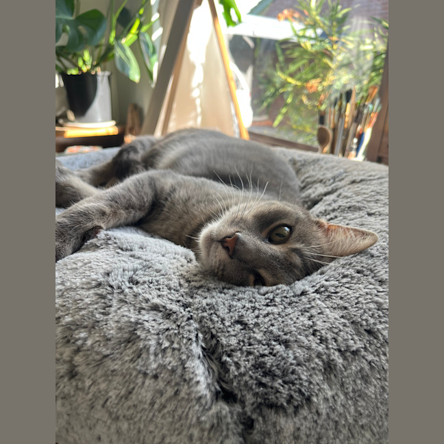 Photo of Roxy