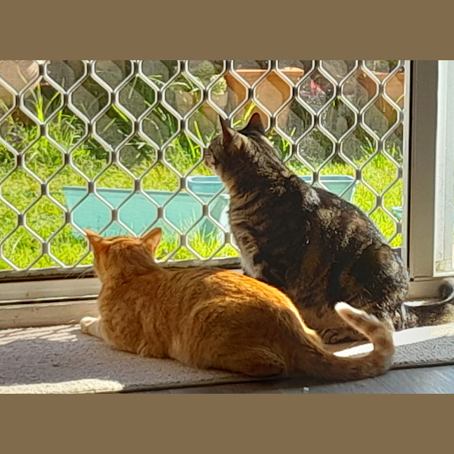 Photo of Pepper