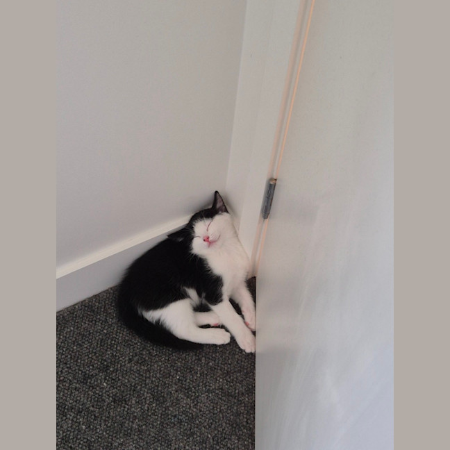 Photo of Dumpling