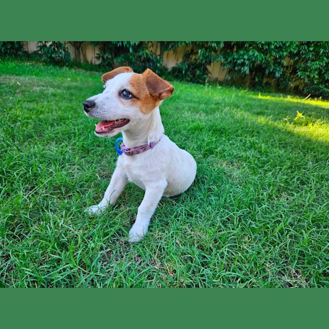 Photo of Sassi   10 Week Old Jack Russell X Fox Terrier