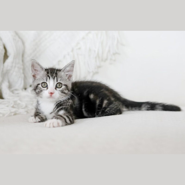 Photo of Jasper